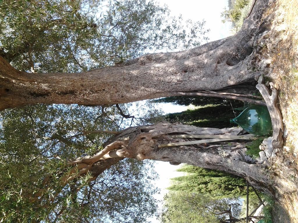 Agrestis Domus Guest House San Giovanni a Piro Luaran gambar